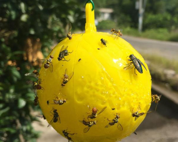 天冷了，這種“蜜蜂”總往家裡闖？會蟄人嗎？