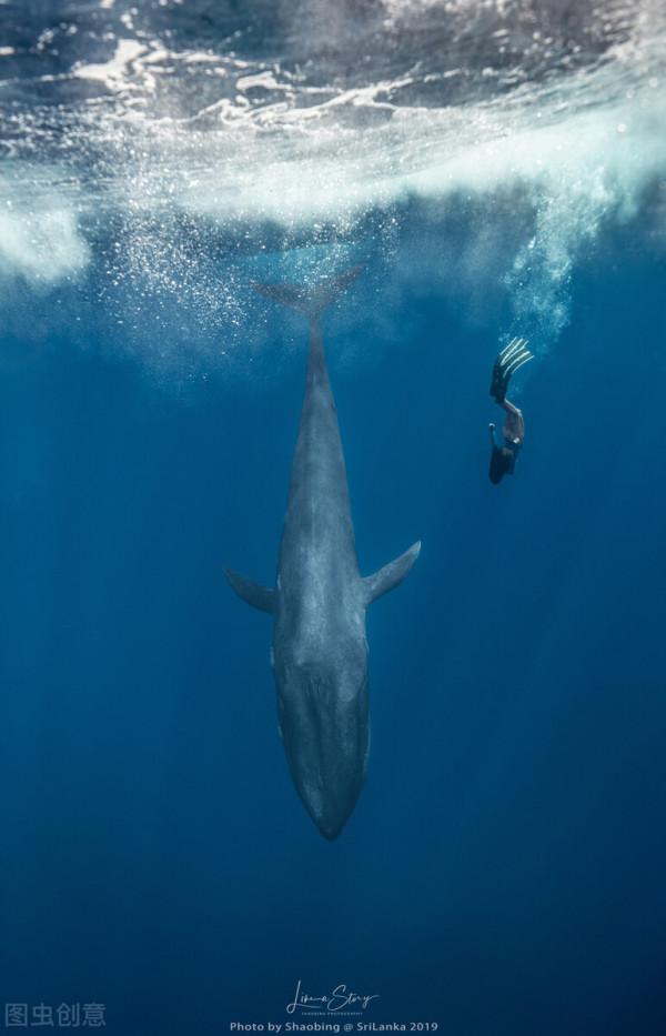 10個有趣的動物冷知識,其中有一個動物很多人喜歡的 10個有趣的動物冷知識,其中有一個動物很多人喜歡的