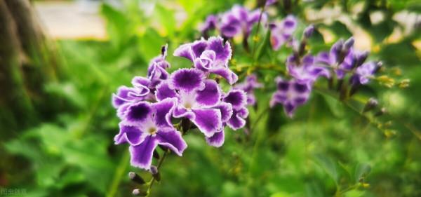 金露花的寓意，你知道嗎？