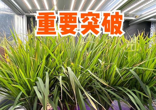 我國水稻育種實現突破：60天可收穫，畝產1300斤，有望一年種6茬