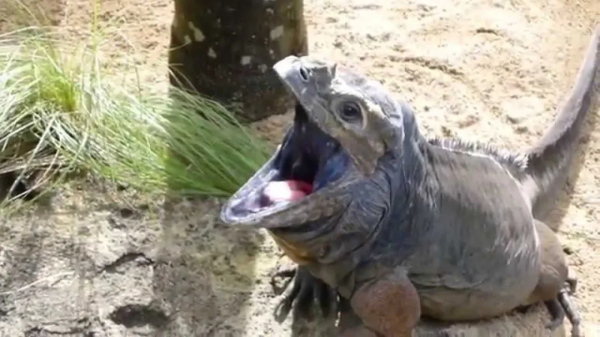 放心 你認識的綠鬣 還叫“綠鬣” 放心 你認識的綠鬣 還叫“綠鬣”