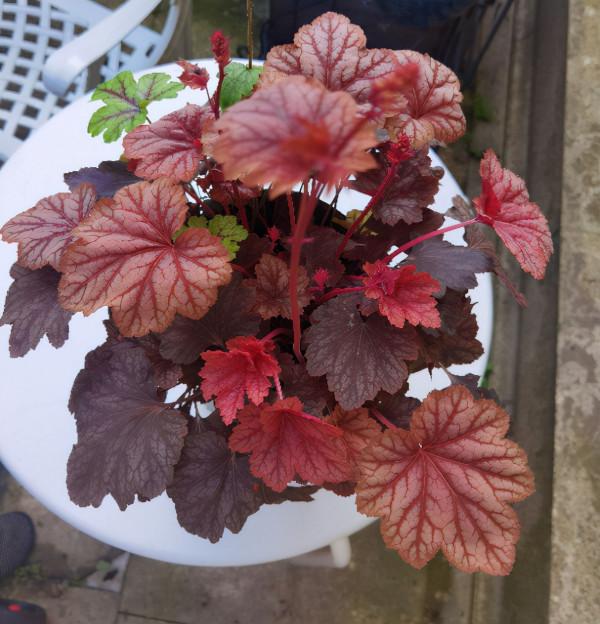 秋天想讓院子“美如畫”,種上這4種花,顏色別緻顏值高 秋天想讓院子“美如畫”,種上這4種花,顏色別緻顏值高