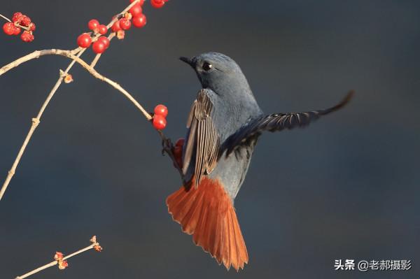 穿上紅裙子的鳥兒