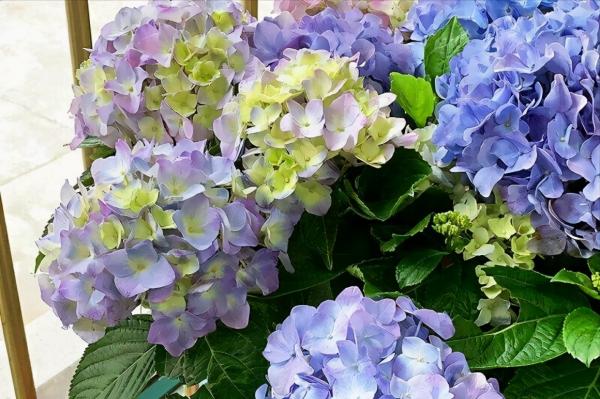 5種花“漂亮花”,十月大降價,便宜也別買,白白浪費錢 5種花“漂亮花”,十月大降價,便宜也別買,白白浪費錢