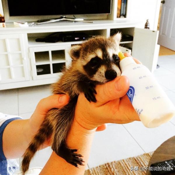 樹上掉下浣熊寶寶,她接納小生命成為家人,見證了一段奇妙的友誼 樹上掉下浣熊寶寶,她接納小生命成為家人,見證了一段奇妙的友誼