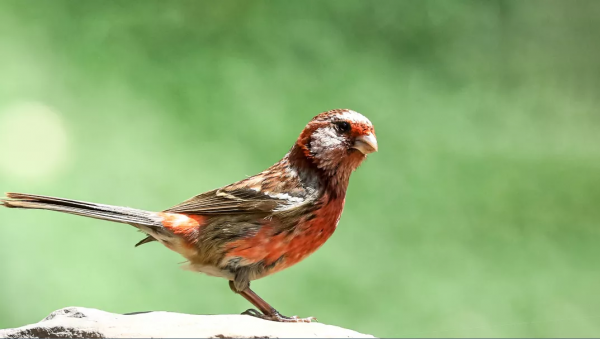 山西鳥類圖鑑 | ​長尾山雀