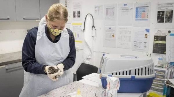 華人注意!紐西蘭動保機構向你求助:在這個夏天成為它們的寄養父母吧 華人注意!紐西蘭動保機構向你求助:在這個夏天成為它們的寄養父母吧