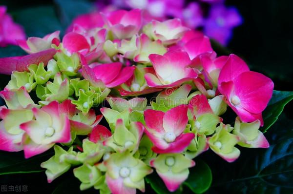 34種常見花草耐凍極限溫度，哪些該搬到室內養，一清二楚