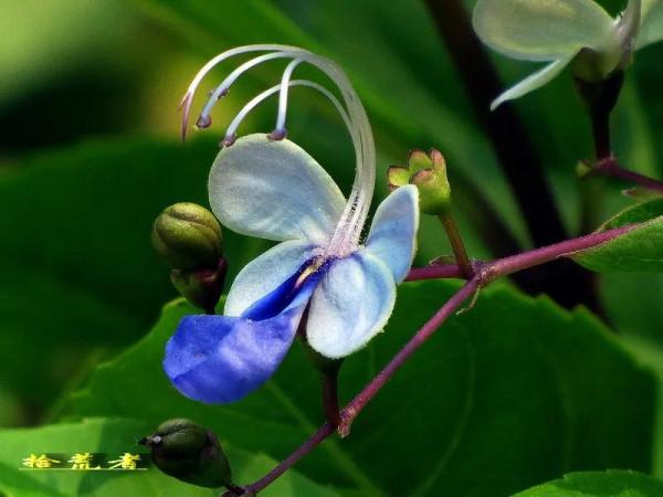 藍蝴蝶，花姿優雅，似群蝶飛舞