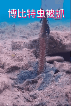 真實存在的科幻怪蟲：博位元蟲