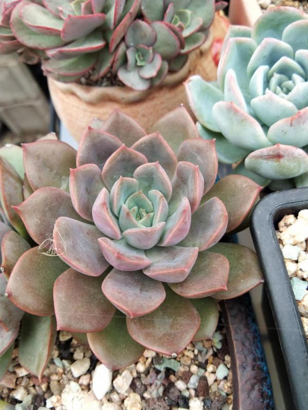 對比照記錄多肉驚豔變化，想要多肉變美，做到這幾步，千萬別忽視