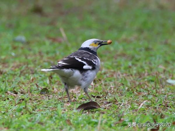 黑領椋鳥發現一枚果子