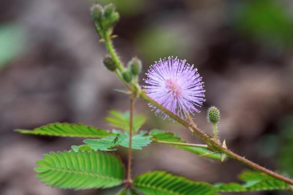 7種“美麗花”，但卻個個“不吉利”，養了很糟心，看看你養了沒