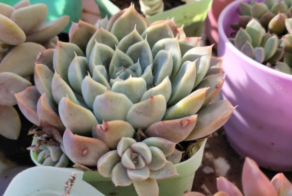 冬天想要養好多肉，需多仔細這4個基礎要點