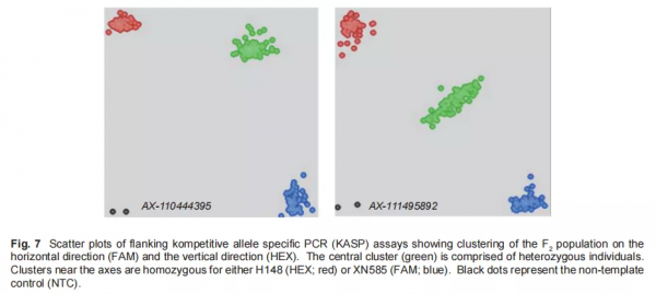 小麥-華山新麥草遠緣雜交後代中抗病基因研究 小麥-華山新麥草遠緣雜交後代中抗病基因研究