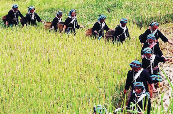 民族時報丨特別關注·雲南少數民族的生態智慧之一丨少數民族災害文化與生態保護 實現人與自然環境和諧相處 民族時報丨特別關注·雲南少數民族的生態智慧之一丨少數民族災害文化與生態保護 實現人與自然環境和諧相處