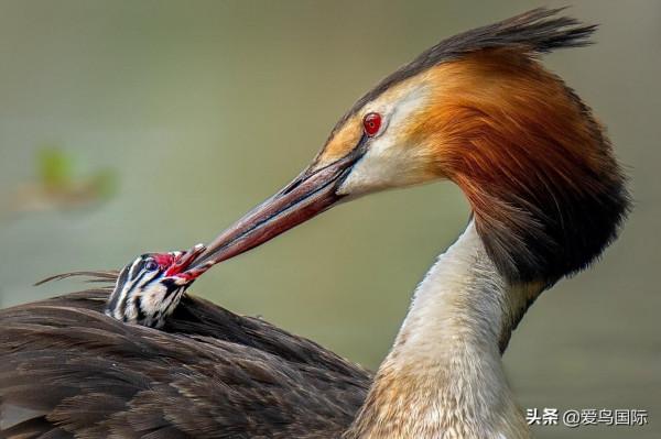 旗艦超越期待，春曉索尼Alpha 1試用體驗