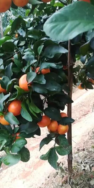 又到金秋砂糖橘收穫季節