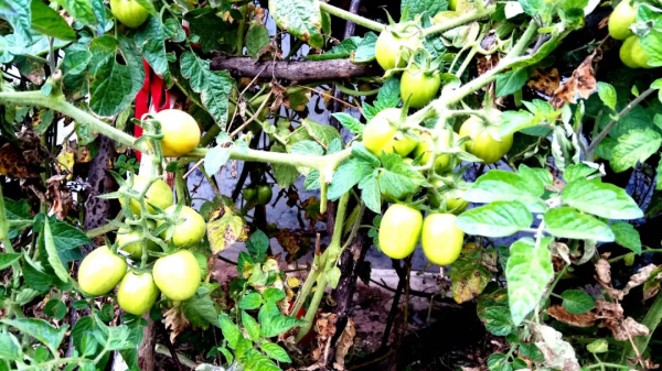 10種常見的地下害蟲,危害很嚴重!怎麼防治?方法看清 10種常見的地下害蟲,危害很嚴重!怎麼防治?方法看清