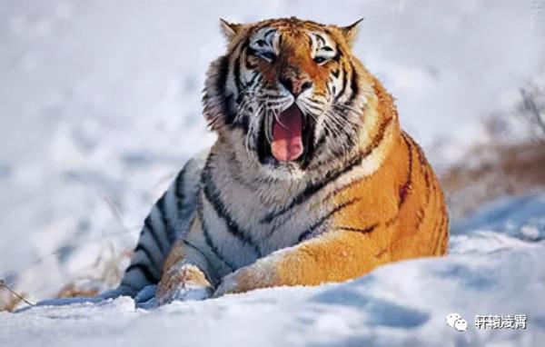 胯打、拐步、氣勁，形意三密之拋磚引玉