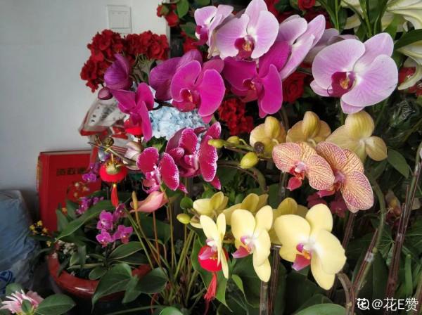 年宵花買回家，黃葉掉苞問題多，趕緊試試“急救”方法