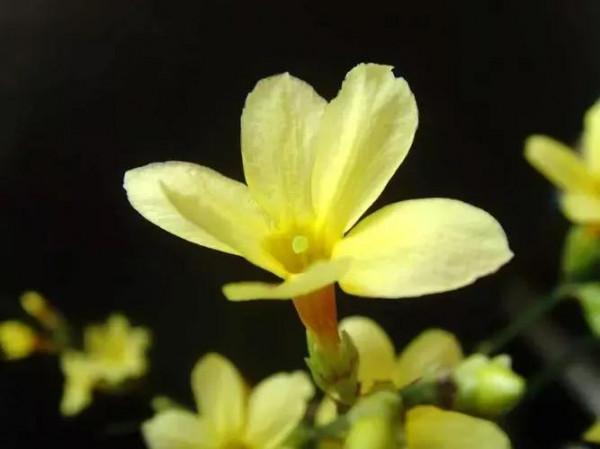 爛然黃燦的——迎春花