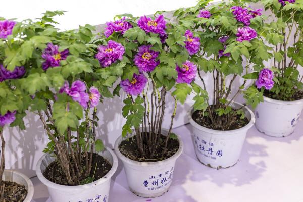 這6種花，栽到院裡不用管，年年到時間就開花