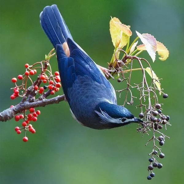 鳥語花香一一與你分享
