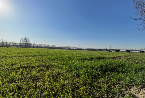 防治揚塵、耕種糧食“兩不誤”！潞城鎮近千畝騰退地種上冬小麥