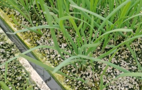 韭菜地下害蟲難解決？換個方法防蟲，效果會更好，害蟲少