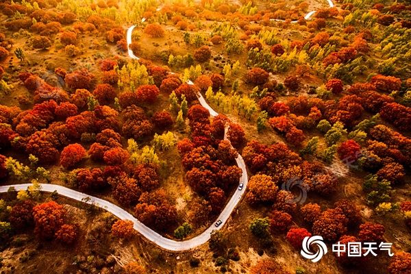 內蒙古烏旦塔拉:“楓”光無限好 賞“葉”正當時 內蒙古烏旦塔拉:“楓”光無限好 賞“葉”正當時