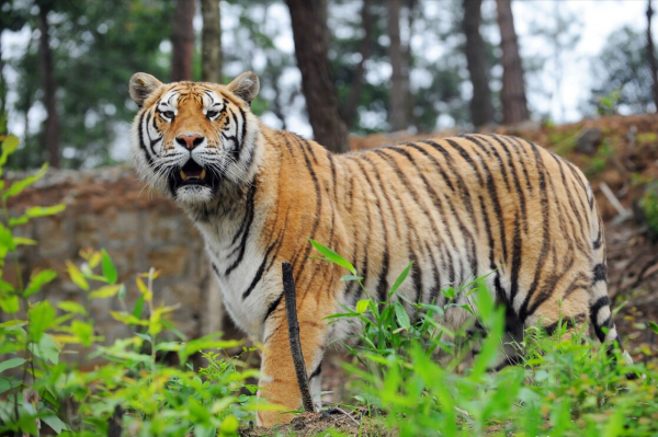 31個東北冷知識，你還知道幾個