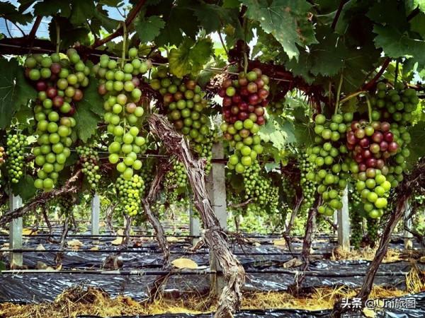 今日秋分 | 豐收的季節來了，金色田野惹人醉