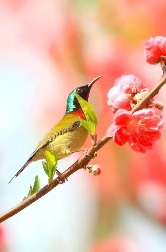 分享圖片&mdash;&mdash;美麗彩色小鳥集錦