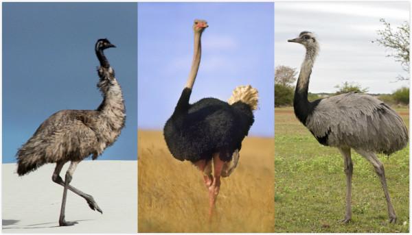 鴯鶓戰爭：1932年，帶機槍的“澳大利亞皇家軍團”，被一群鳥擊敗