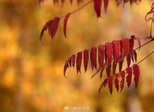 軍營的秋，別樣的美