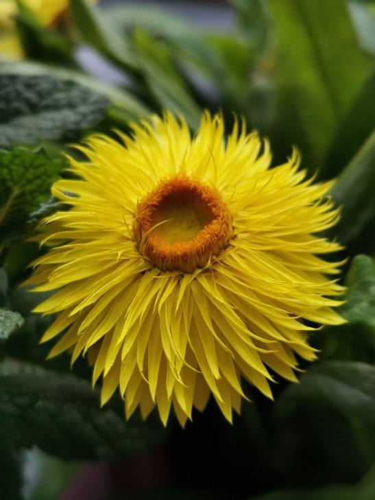 跟風買的“網紅花”，本以為交了智商稅，實際越養越上癮