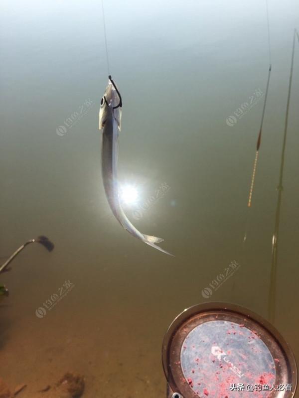 再釣鰱鱅，遇見小雜魚搶窩子，怎麼辦？