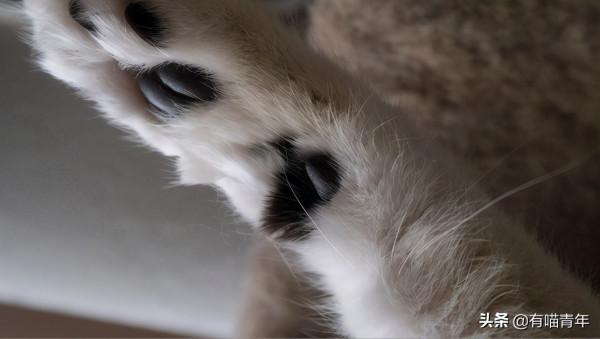 貓放一個屁,全家吃不下飯!真的好臭啊啊啊啊啊 貓放一個屁,全家吃不下飯!真的好臭啊啊啊啊啊