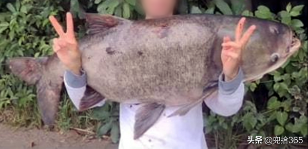四川一男子在40年的水庫盤黑坑，意外收穫“米級”鰱鱅王，羨慕嗎