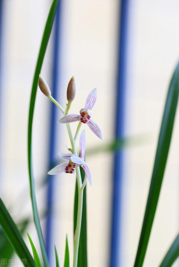 建蘭還不長花苞？催花方法教給你，爆盆變得很簡單