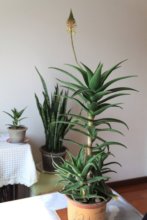 6種“懶人花”，看著很普通，養著很“實惠”，養得越久越覺得好