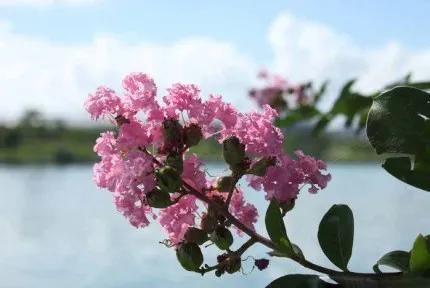 分享——紫薇花