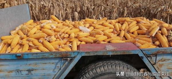 一個未婚女教師的無可奈何