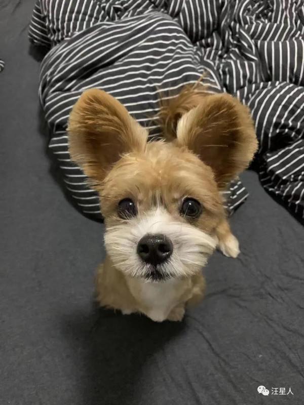 主人曬出家裡狗狗小時候和現在的對比照，全網被萌哭