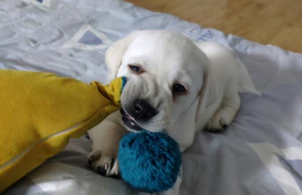 拉布拉多犬——最受歡迎的犬種！養它必須瞭解的5件事