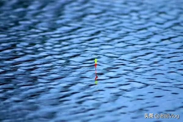 大降溫天氣鯽魚還會開口嗎？這3種情況不要下竿，空軍機率太大