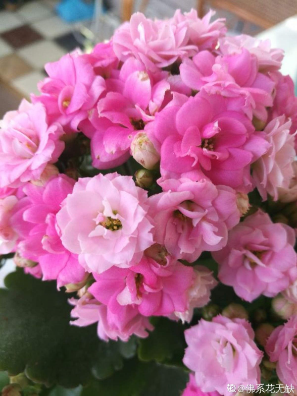 家裡只有半天光照,就養4種“半陰性花”,花大如碗,爆盆容易 家裡只有半天光照,就養4種“半陰性花”,花大如碗,爆盆容易