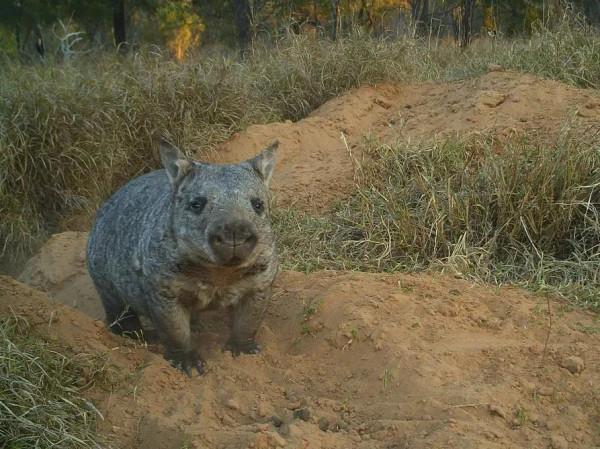 世界袋熊日,祝小胖胖們永遠開心 世界袋熊日,祝小胖胖們永遠開心