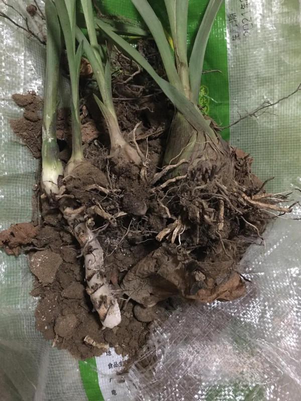 養花之後太多壞毛病了